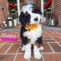 Daisy Duck - Tri-color female Bernedoodle puppy in Alpharetta, Georgia from Doodles of Buckhead