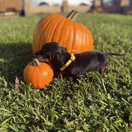 Yellow collar - Black and tan male Dachshund puppy in Anaheim, California from SoCal Mini Dachshunds
