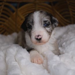 Cosmo - Blue merle male Aussiedoodle puppy in Pomona, California from Socal Aussiedoodles