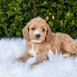Cockapoo Puppies from Utah Cocker Spaniels