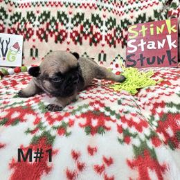 Max 1 - Fawn male French Bulldog puppy in Homestead, Florida from BackyardfinestBullys