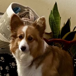 Twiggy - Pembroke Welsh Corgi