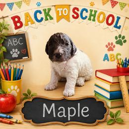 Maple - Merle female Bernedoodle puppy in Julian, Pennsylvania from Happy Valley Doodles