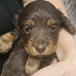 Chocolate and Tan Male - Chocolate and tan male Dachshund puppy in Austin, Texas from Glorious Minis