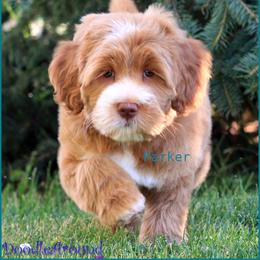 Parker - Caramel red female Australian Labradoodle puppy in Billings, Montana from Doodle Around
