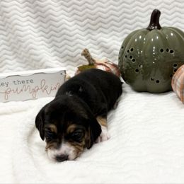 Pocket Beagle Kami - Blue tan and white female Beagle puppy in Gentry, Arkansas from HC Puppy Ranch