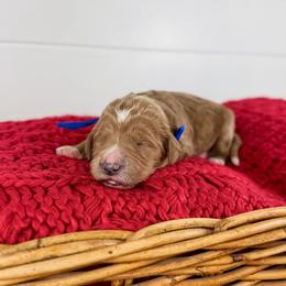 Truffle - Blue Collar - Apricot male Goldendoodle puppy in The Woodlands, Texas from Golden Fields Doodles