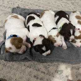 Brittany Puppies from Bull Creek Kennels