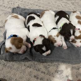 Brittany Puppies from Bull Creek Kennels
