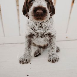 Wirehaired Pointing Griffon Puppies from Double Barrel Griffons