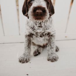Wirehaired Pointing Griffon Puppies from Double Barrel Griffons