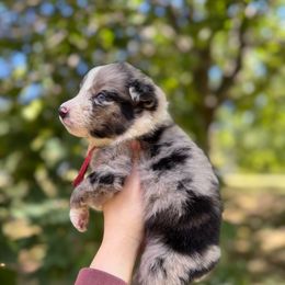 Rune - Blue merle male Australian Shepherd puppy in Kalamazoo County, Michigan from Loveland Kennels
