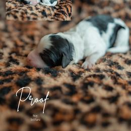 Proof - Black and white male Aussiedoodle puppy in Inman, South Carolina from Dark Corner Doodles
