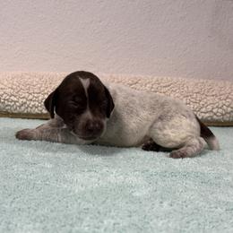 German Shorthaired Pointer Puppies from Lipan Creek German Shorthaired Pointers