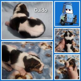 Guido - Black white and tan male Basset Hound puppy in Mill Springs, North Carolina from Mountain View Basset Hounds
