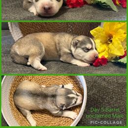 Barrel - Gray and white male Siberian Husky puppy in Canton, Ohio from Bleu Skies Siberian Huskies