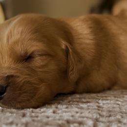 Golden Retrievers from Castleton Brooks Goldens