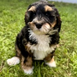 Bernedoodle puppies from Vidadoodle