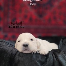 Golden Retriever Puppies from Starlight Goldens