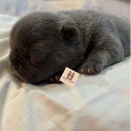 French Bulldog Puppies from Sarra Gharib