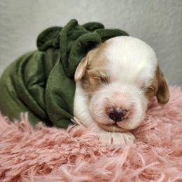 Bob - Blenheim male Cavapoo puppy in Roseville, California from Heavenly Goldendoodles