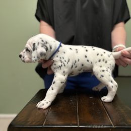 Dalmatian Puppies from ArmySoldier Dalmatians