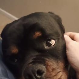 Rottweilers from Bella Bowe Champion Import Rottweilers