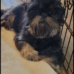 Dobe - Shih Tzu