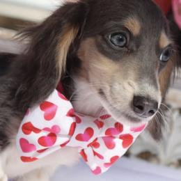 Skylar Blue Pie Male - Blue and cream male Dachshund puppy in Woodbine, Georgia from Bowdachs Cream Pies