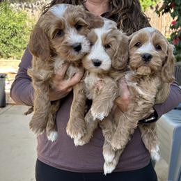 Chia - Red and white female Cockapoo puppy in Roseville, California from Darby Park Doodles