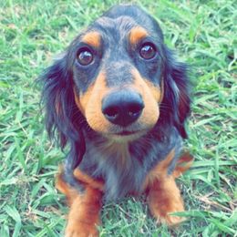 Colt - Dachshund