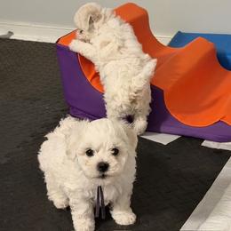 Bichon Frise Puppies from Amori's Royal Bichons