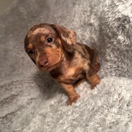Ruby - Dapple female Dachshund puppy in Petersburg, Virginia from Doting on Dachshunds