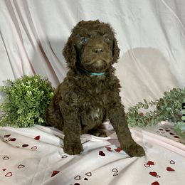 Rudolph - Chocolate Goldendoodle puppy in Oak Glen, California from Oak Glen Family Doodles