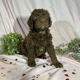 Rudolph - Chocolate Goldendoodle puppy in Oak Glen, California from Oak Glen Family Doodles