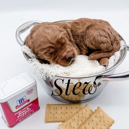 Stew - Red  male Goldendoodle puppy in Mecklenburg County, North Carolina from Rustic Road Doodles