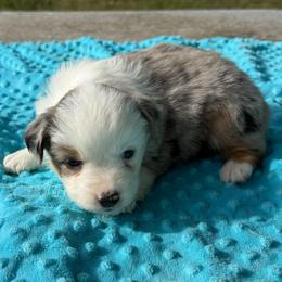 Blue merle more white - Blue merle female Miniature Australian Shepherd puppy in Graham, North Carolina from Thompson Farm Mini Aussies