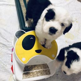 Old English Sheepdog Puppies from Bumblebears Old English Sheepdogs