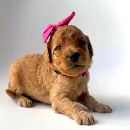 Bellini - Apricot female Goldendoodle puppy in Mount Pleasant, Tennessee from Doodle My Heart