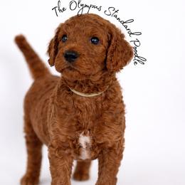 Cabernet - Red  male Poodle puppy in Spring Hills, Florida from The Olympus Standard Poodle