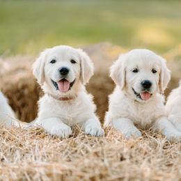 Golden Retriever Puppies from MC Goldens