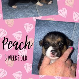 Peach - Black and tan female Pembroke Welsh Corgi puppy in Dickinson, Texas from Careaga Farms