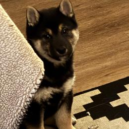 Shiba Inu puppies from Mountain Air Shibas