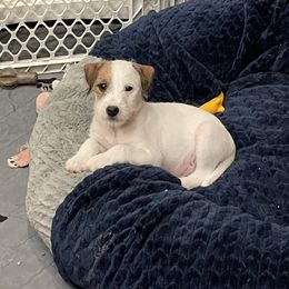 Parson Russell Terrier Puppies from Deep Creek Welsh Farm