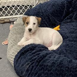 Parson Russell Terrier Puppies from Deep Creek Welsh Farm