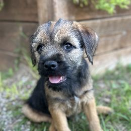 Border Terrier Puppies from Cornerstone Border Terriers