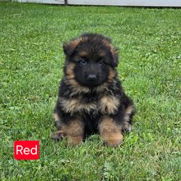 Girl 1 - Black and red female German Shepherd puppy in Sumner, Iowa from Vom Wilke Kennels