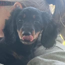 Stormy - Black and tan female Dachshund puppy in Spring Hope, North Carolina from Hogan’s Lowrider Hounds