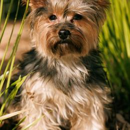 Ruby - Yorkshire Terrier