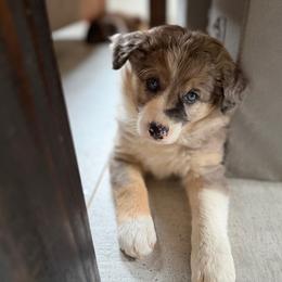 Opal - Blue merle female Border Collie puppy in Centerton, Arkansas from Chappell Breeding